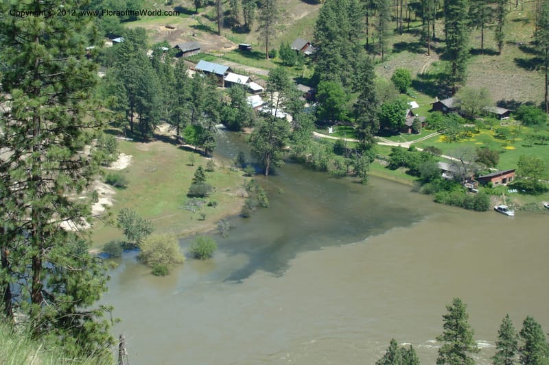 Idaho. Idaho Co. Salmon River.Shepp Ranch. 27 May 2009. 322.jpg
