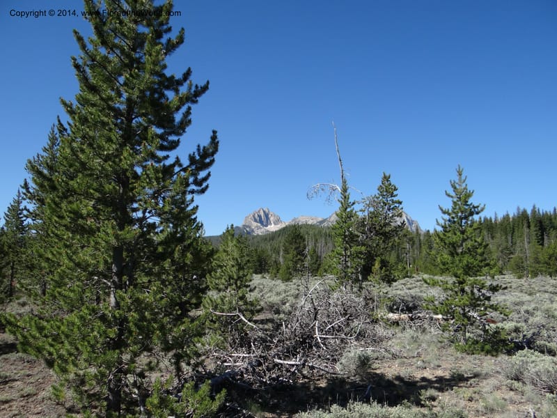 ID. Custer Co. 1.6 mi from Hwy 75 on Redfish Lake Rd. 13 Jul 2013. DSC06785 (90).JPG