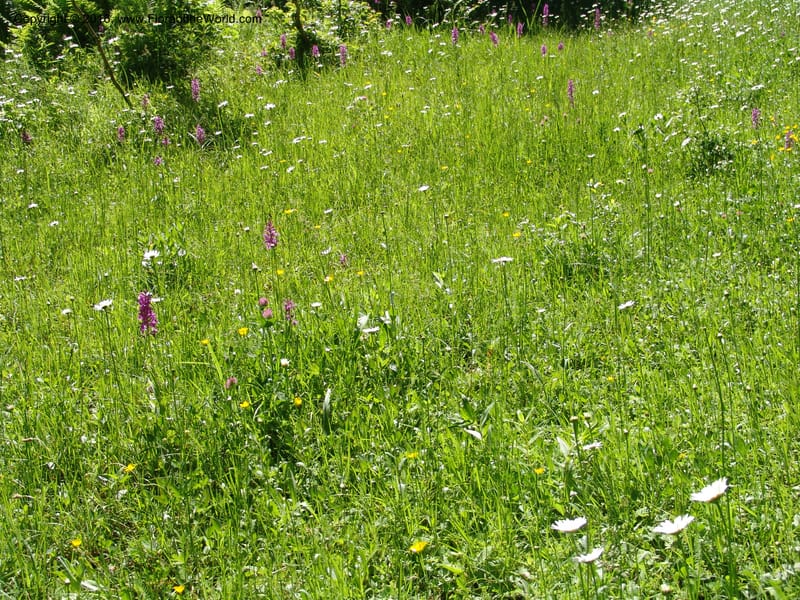 Georgia. Borjomi-Kharagauli Nat. Pk. 8  Jun 05. 130.jpg