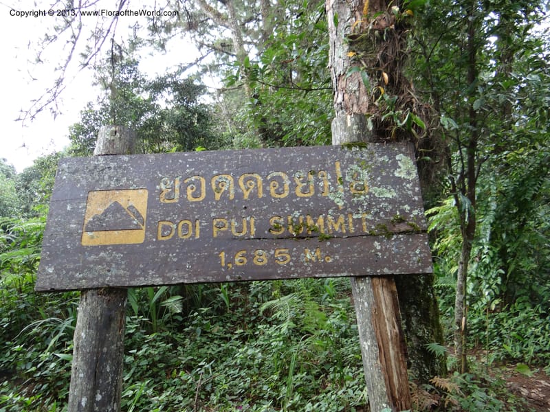 Thailand. Chiang Mai Prov. Doi Suthep Pui Nat. Park. 7 Nov 2012. DSC07362 (199).JPG