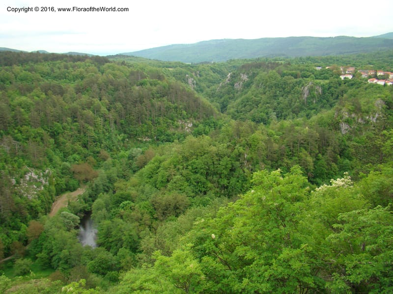 Slovenia. 2 km W of Skocjan on Rd 301. 16 May 08. 001.jpg