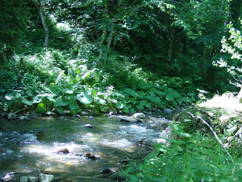 Georgia. Borjomi-Kharagauli Nat. Pk. 8  Jun 05. 100.jpg