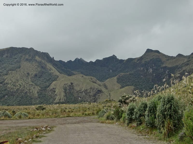 Ecuador. Mojanda. 22 Apr 2015. DSC02267 (112).JPG