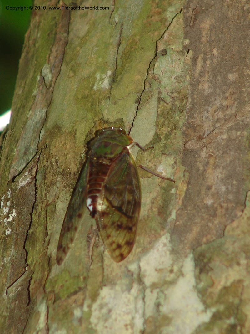 Cicada--Gabon. Prov. Ogooue-Ivindo. Res. Lope. Fougere Brulee. 19 Apr 06. 101.jpg