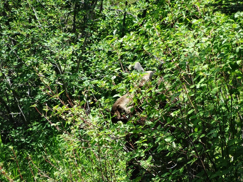 Idaho. Valley Co. Payette Lake. Sylvan Reservoir. 13 Jul 2014. DSC09715 (1).JPG