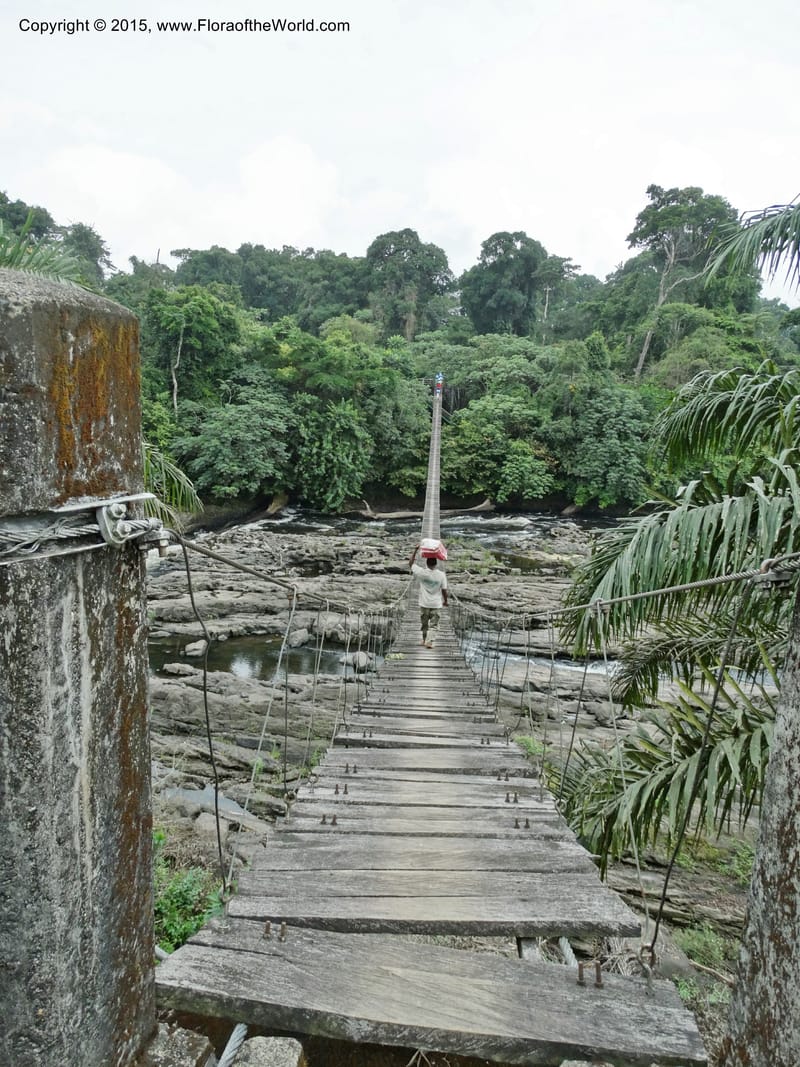 Cameroon. Korup Nat. Park. 22 Mar 2014. DSC03203 (7).JPG
