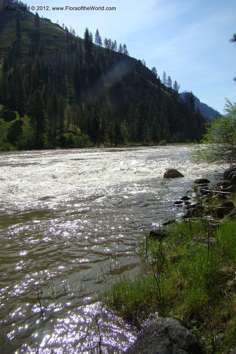 Idaho. Idaho Co. Salmon River. Shepp Ranch. 28 May 2009. 019.jpg