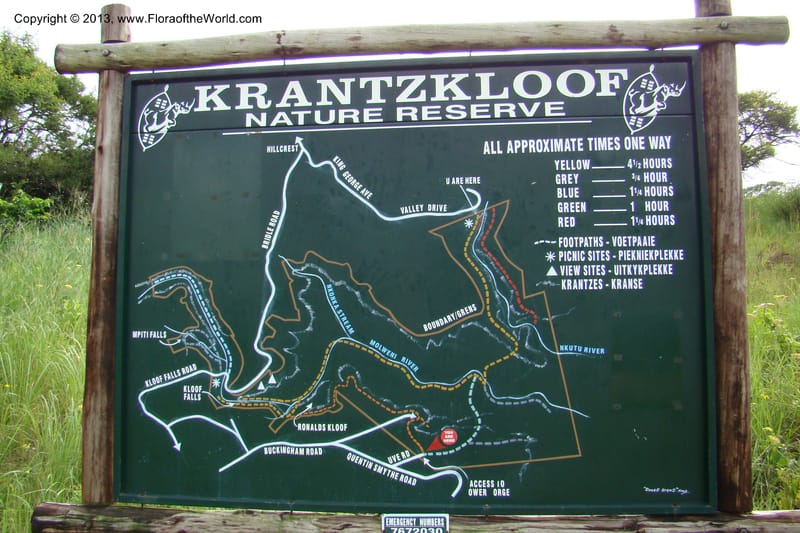 South Africa. KwaZulu-Natal. Krantzkloof Nat. Res. 24 Jan 09. 001.jpg