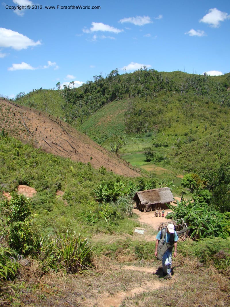 Madagascar. Prov. Fianarantsoa. Sakarara. 11 Jan 09. 068.jpg