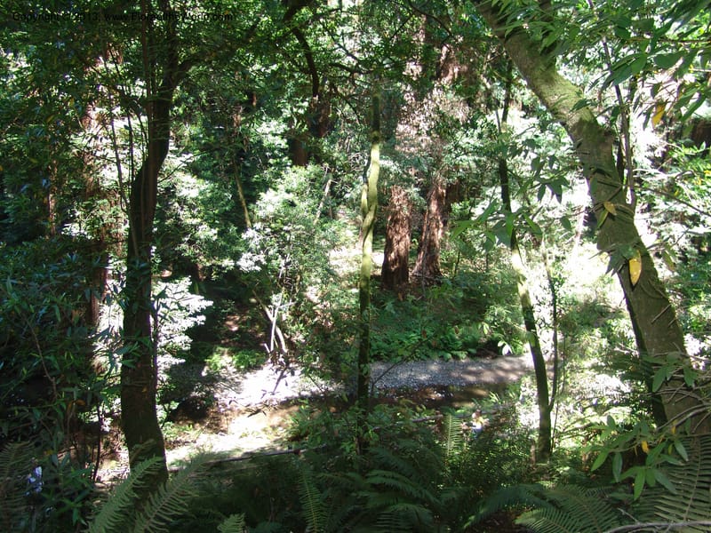 CA. Marin Co. Muir Woods Nat. Mon. 4 Jul 07. 053.jpg