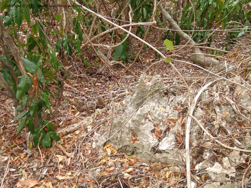 Habitat of Diegodendron humbertii, ROR1555--Madag. Orangea For. Pres. 9 Nov 06. 155 (2).jpg