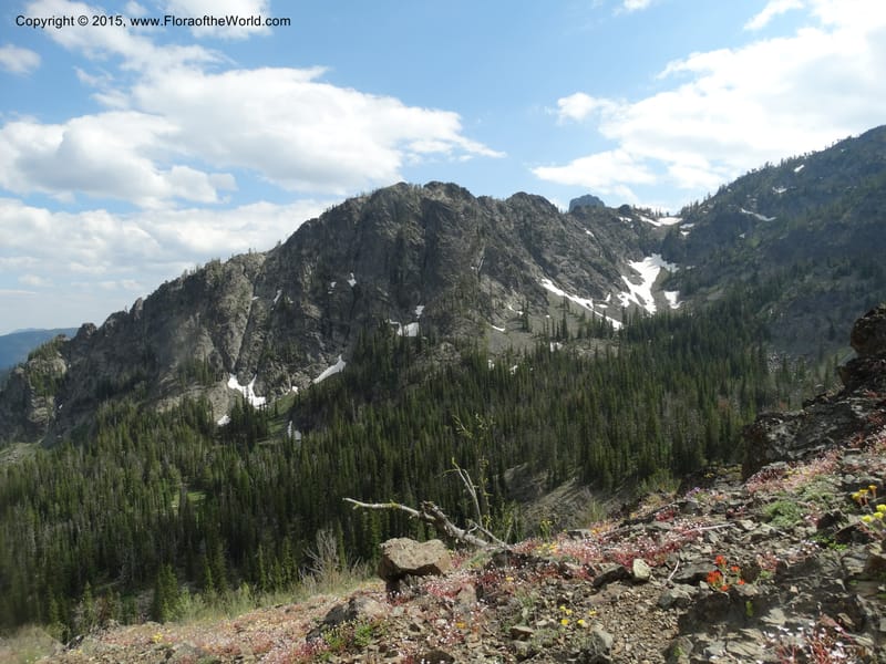 ID. Idaho Co. Seven Devils Camp Ground. 15 Jul 2014. DSC00113 (363).JPG
