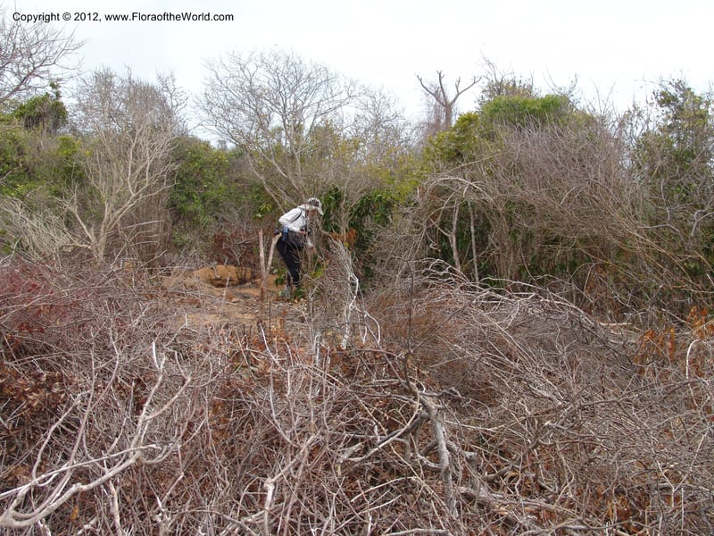 Habitat of Diegodendron humbertii, ROR1555--Madag. Orangea For. Pres. 9 Nov 06. 155.jpg