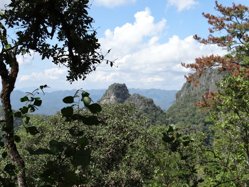 Thailand. Chiang Mai Prov. Doi Chiang Dao Wildl. Sanctuary. 11 Nov 2012. DSC08648 (102).JPG