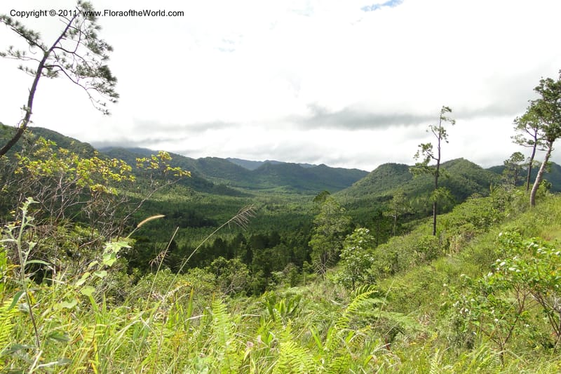 Fiji. Nadarivatu Nature Reserve. 10 Feb 2011. 026 (229).jpg