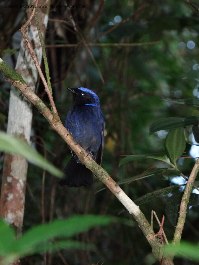 Thailand. Chiang Mai Prov. Doi Inthanon Nat. Park. 8 Nov 2012. DSC07747 (256).JPG