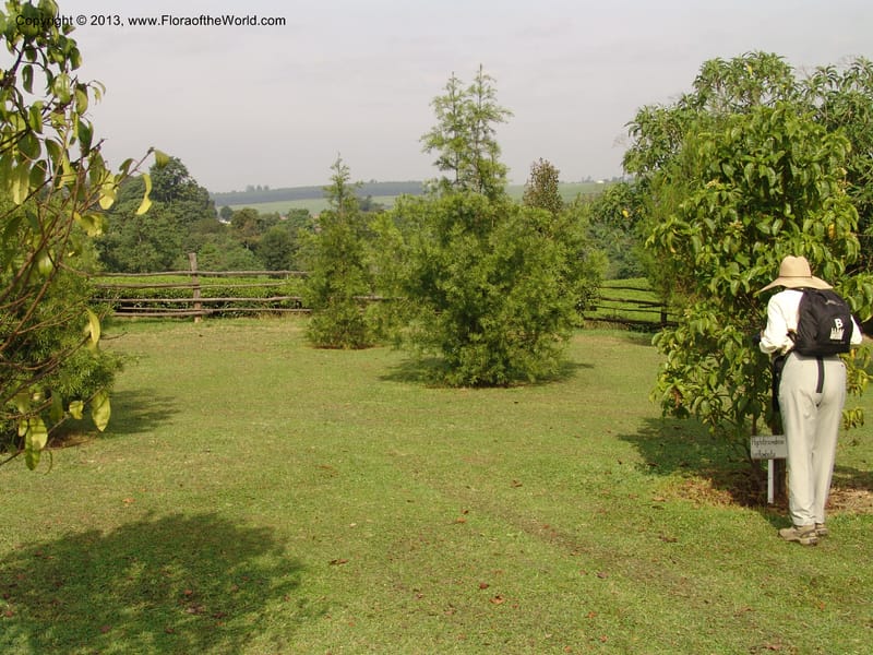 Kenya. Brooke Bond Tea Estate, Kericho. 10 July 04. 181 (1).jpg
