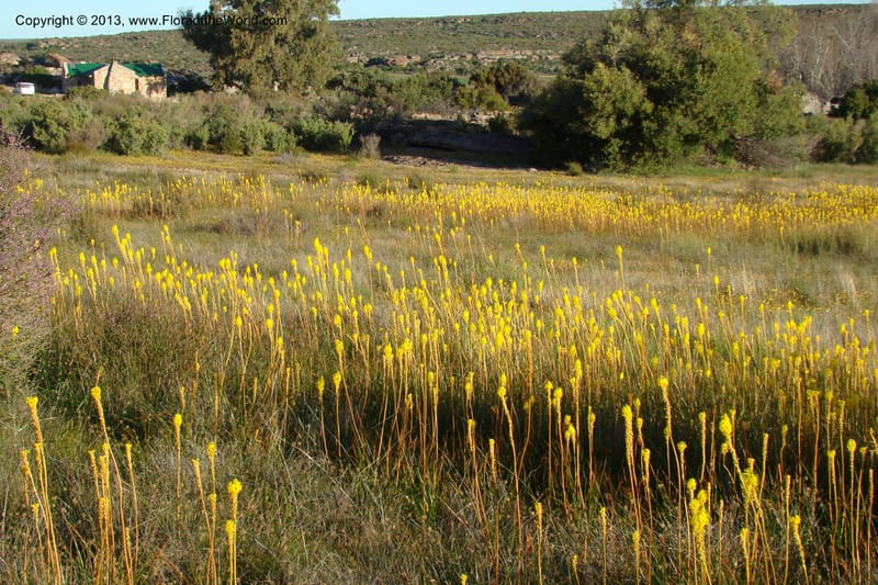South Africa. Northern Cape. Papkuilsfontein. 26 Aug 09. 334.jpg