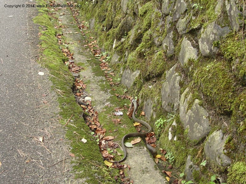 Japan. Seikigahara-cho. Cave and temple.  CD18 Jul 03. 001.jpg