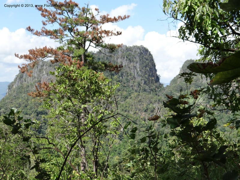 Thailand. Chiang Mai Prov. Doi Chiang Dao Wildl. Sanctuary. 11 Nov 2012. DSC08648 (101).JPG