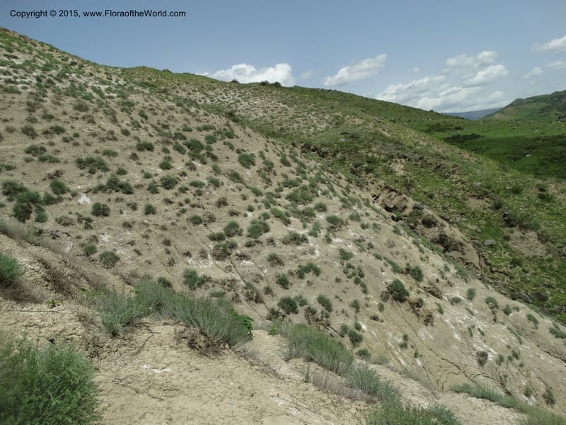 Georgia (Caucasus). Rustavi Village. 5 Jun 2014. DSC07073 (215).JPG