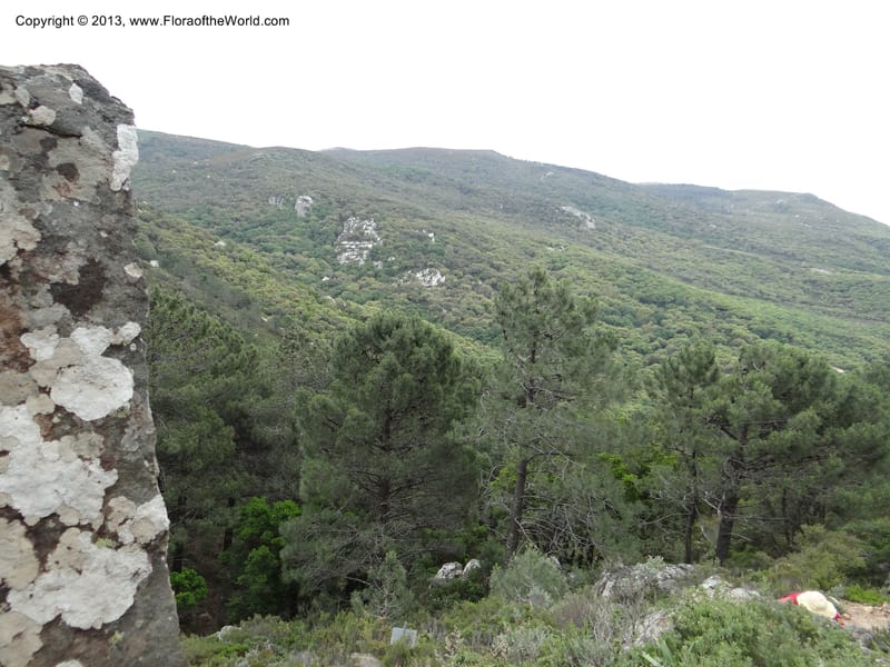 Spain. Andalucia. Parque Natural Alcornocales. 28 May 2013. DSC05381 (42).JPG