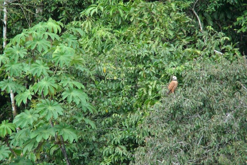Peru. Loreto. Dto. Parinari. Atun Cocha. R. Samiria. 15 Nov 08. 872.jpg