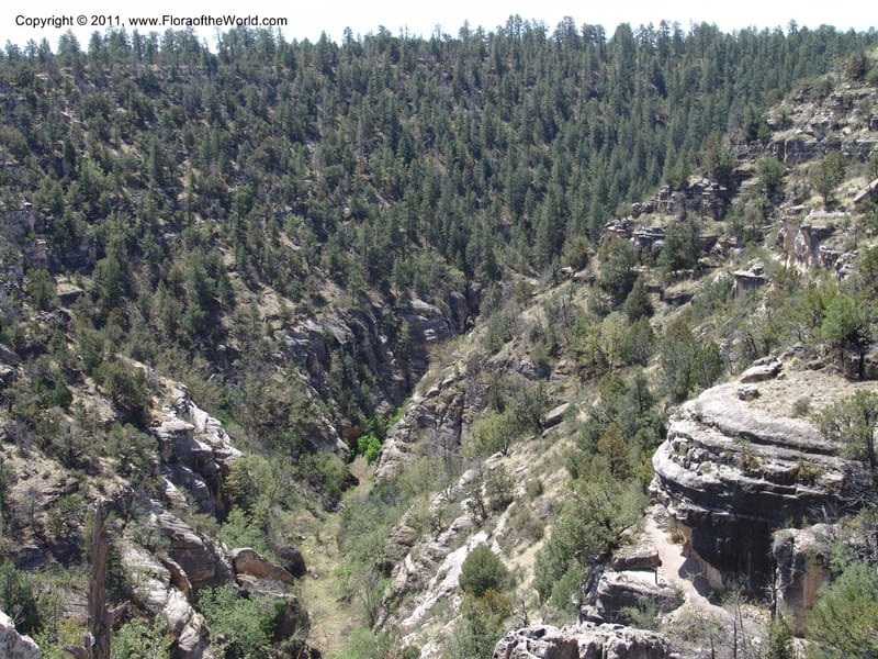 AZ. Coconino Co. Walnut Canyon Nat. Mon. 15 May 06. 023.jpg