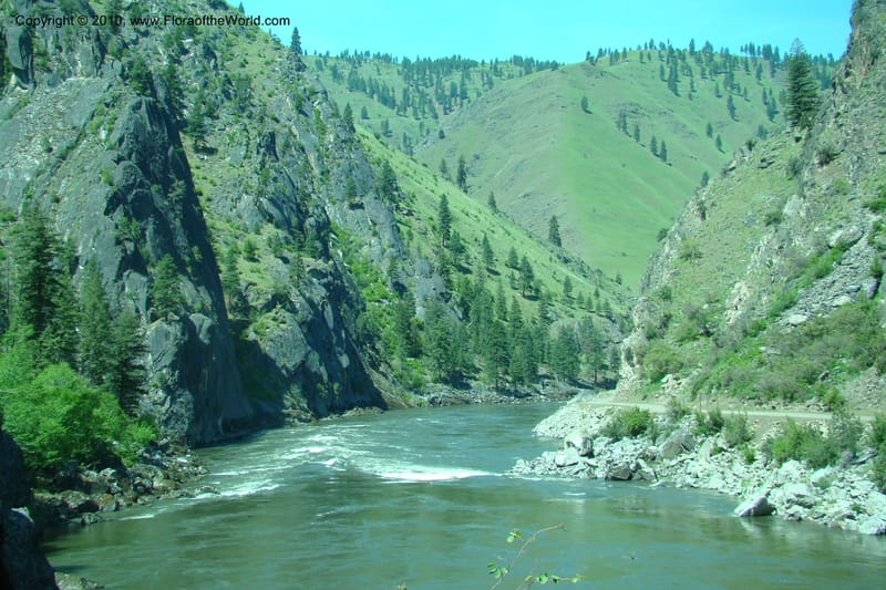 ID. Idaho Co. Salmon River Rd. 17 May 09. 237.jpg