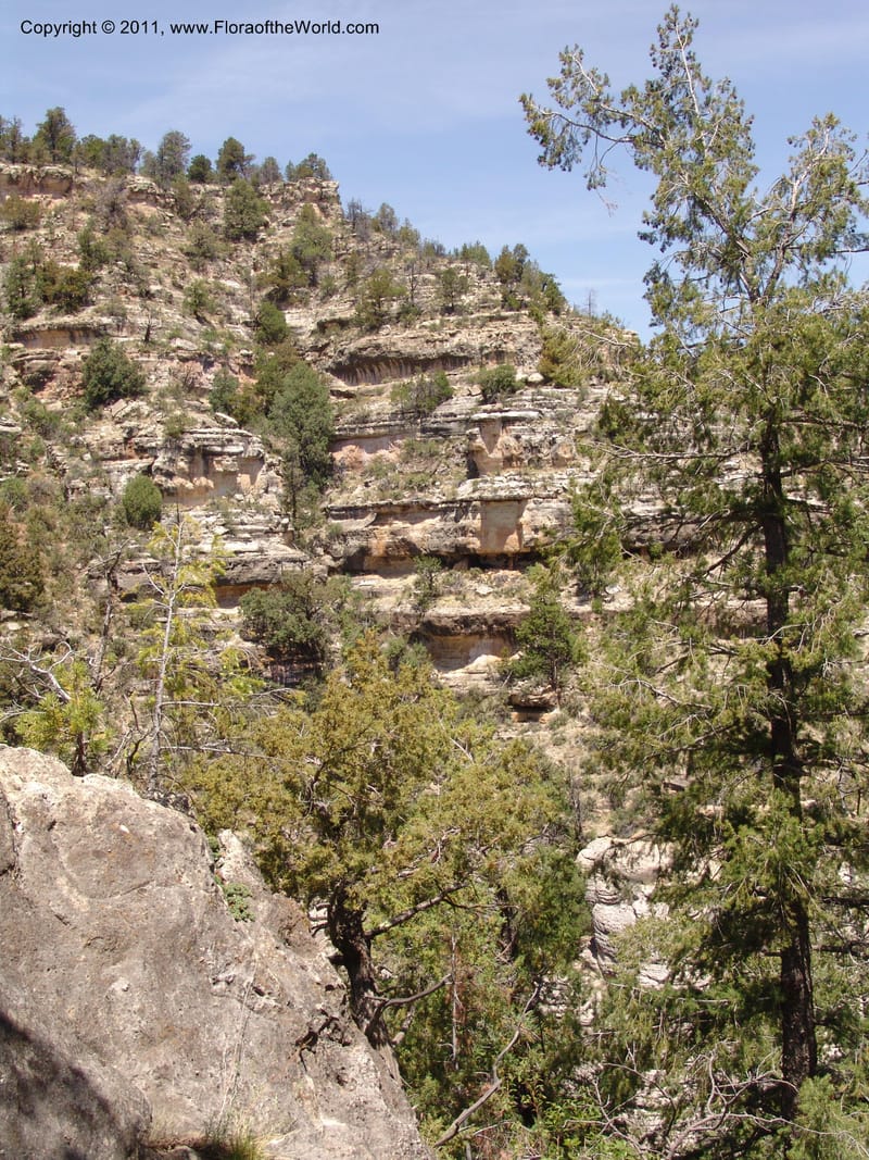 AZ. Coconino Co. Walnut Canyon Nat. Mon. 15 May 06. 060.jpg