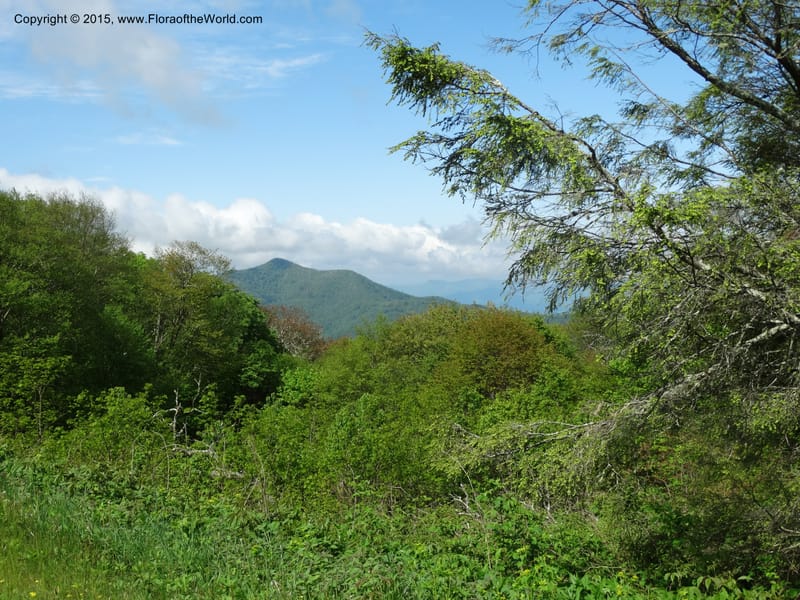 North Carolina. Haywood Co. Grassy Ridge Mine Overlook. 21 May 2015. DSC06988 (47).JPG