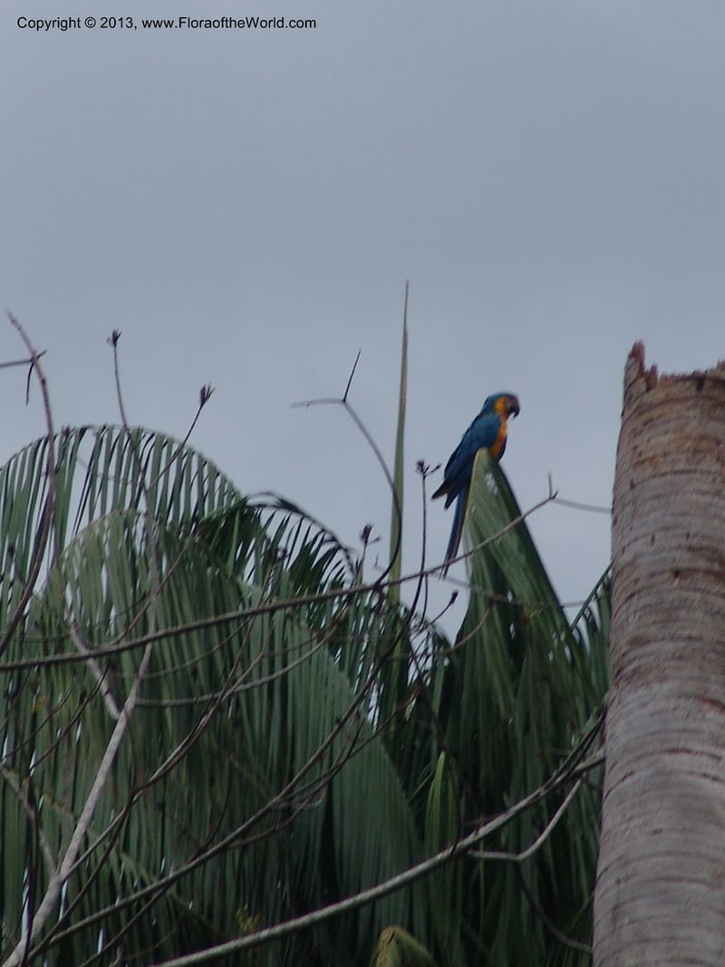 Macaw, blue and yellow--Bolivia.  Pq. Nal. Madidi. Margin of Laguna Chalalan. 22 Sep 06. 262.jpg