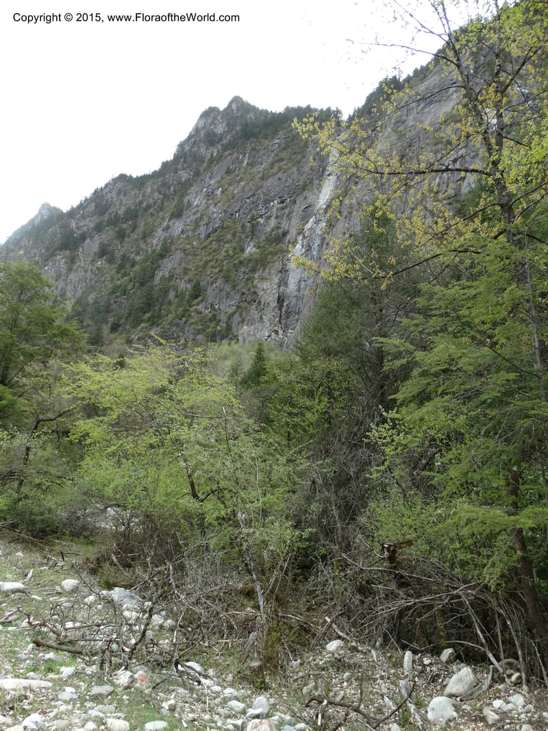 China. Sichuan. XiaYingShan to XiangZhai. 10 May 2014. DSC05109 (217).JPG