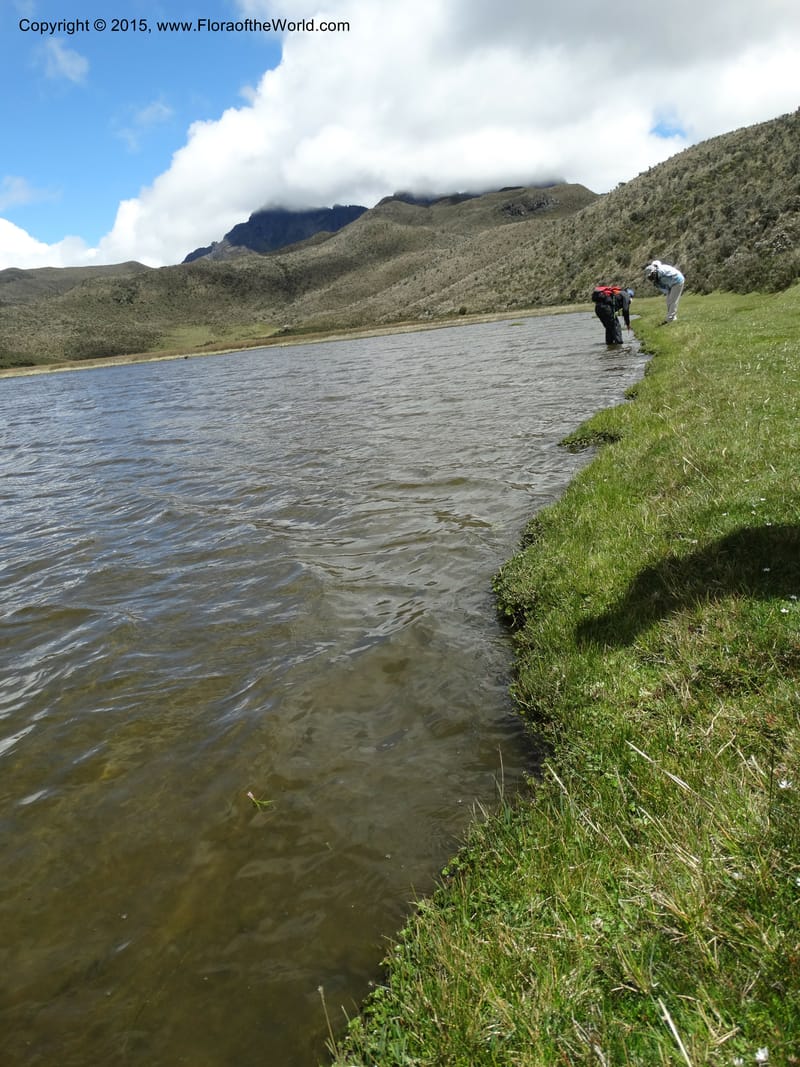 Ecuador. Cotopaxi. 23 Apr 2015. DSC02466 (39).JPG