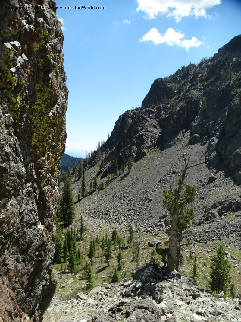 ID. Idaho Co. Seven Devils Mtns. 20 Jul 2015. DSC07745 (57).JPG