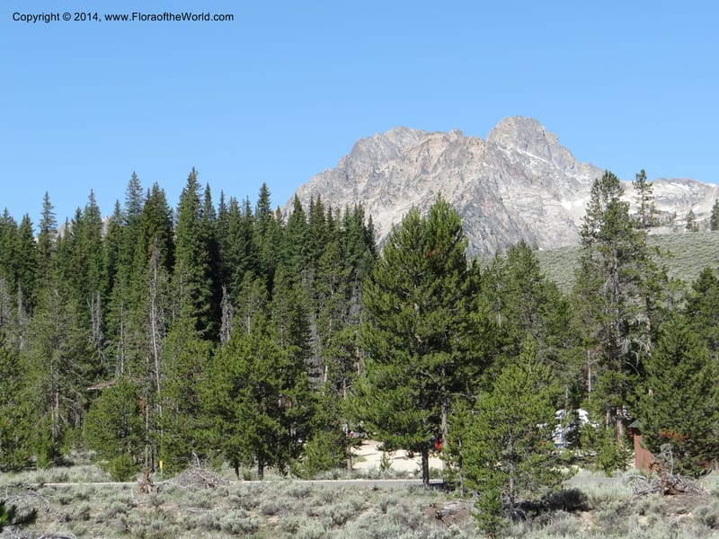 ID. Custer Co. 1.6 mi from Hwy 75 on Redfish Lake Rd. 13 Jul 2013. DSC06785 (92).JPG