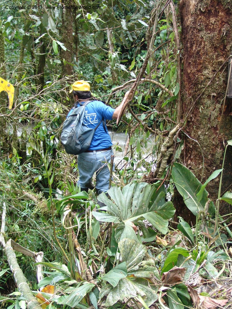 Ecuador. Maquipucuna Biol. Res. Send. del Rio. 13 Mar 06. 370.jpg