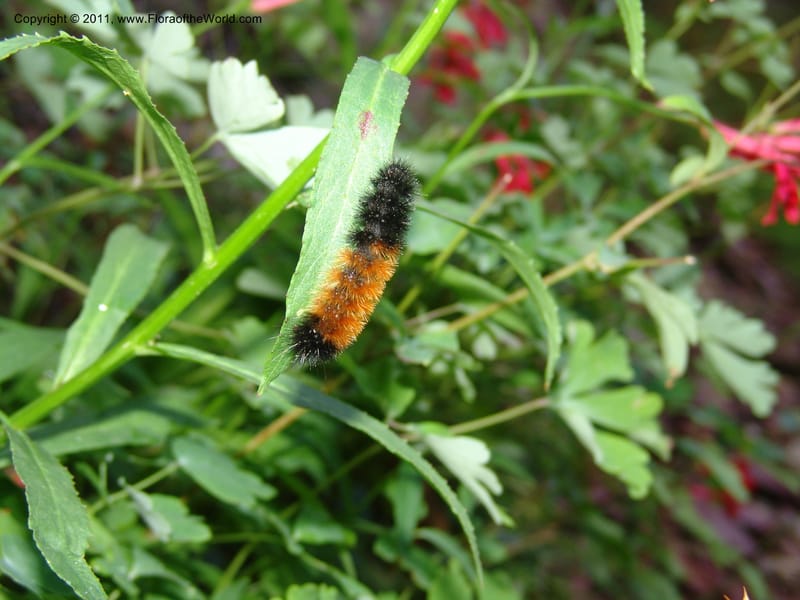 Caterpillar on Lobelia cardinalis--AZ. Coconino Co. Oak Cr Canyon. W Fork Trail 108. 4 Sept 04. 019.jpg