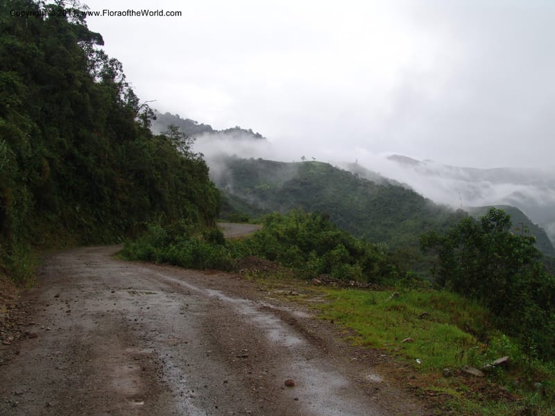 Ecuador. Prov. Pichincha. La Union-Chiriboga-Quito. 22 Mar 06. 346.jpg