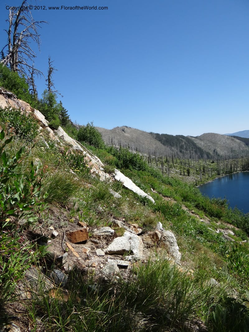 ID. Idaho Co. Josephine Lake. 1 Aug 2012. DSC03965 (4).JPG