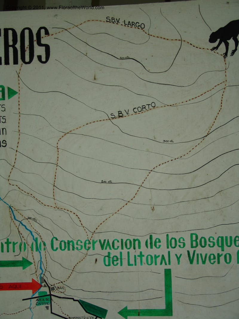 Ecuador. Edo. Los Rios. Bosq. Protect. Cerro Blanco. 20 Mar 06. 100.jpg