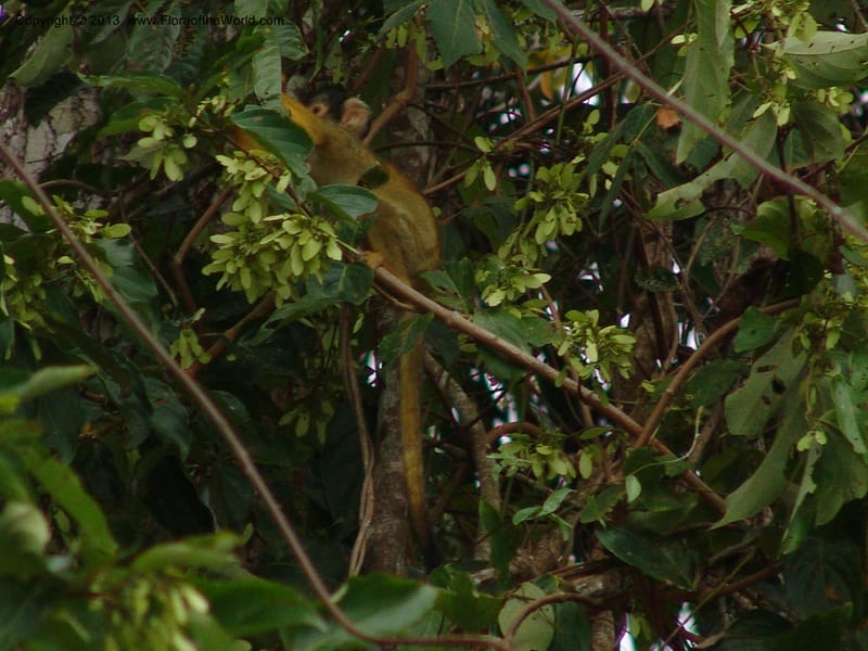 Squirrel monkey--Bolivia.  Pq. Nal. Madidi. Margin of Laguna Chalalan. 22 Sep 06. 273.jpg