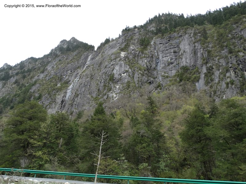 China. Sichuan. XiaYingShan to XiangZhai. 10 May 2014. DSC05109 (264).JPG