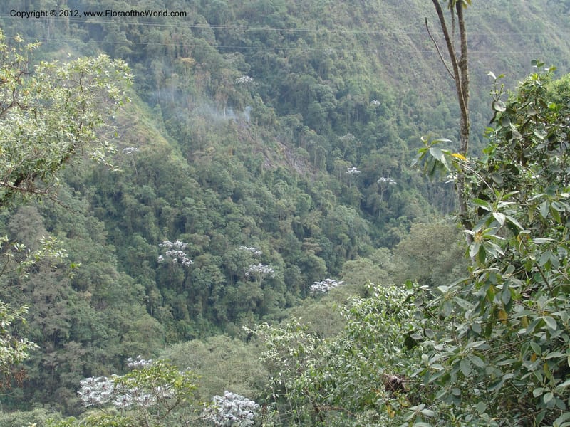 Ecuador. Prov. Pichincha. Old hwy Quito to Sto. Domingo. 12 Aug 04. 291.jpg