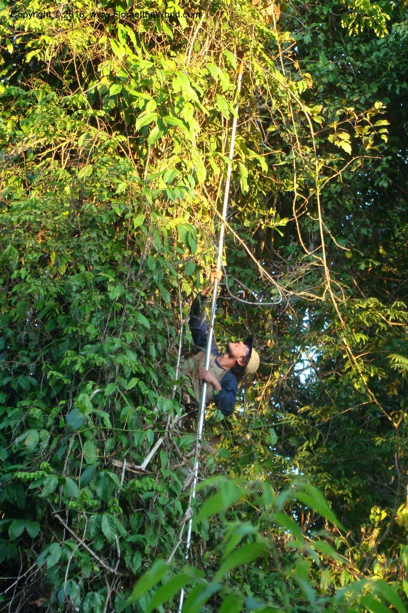 Peru. Loreto. Dist. Nauta. Miraflores, Rio Tigre. 8 Nov 08. 391.jpg
