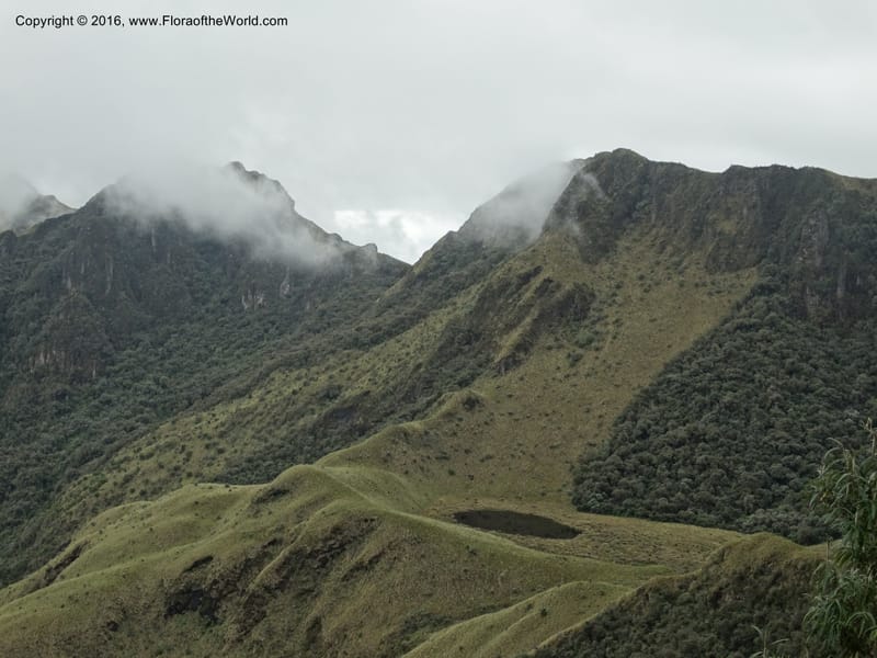 Ecuador. Mojanda. 22 Apr 2015. DSC02267 (198).JPG