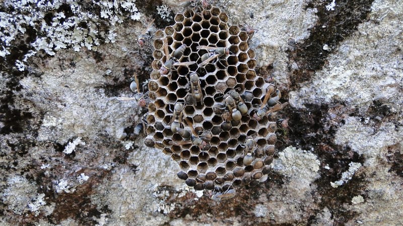 Madagascar. Mania River. 1 May 2010 066.jpg