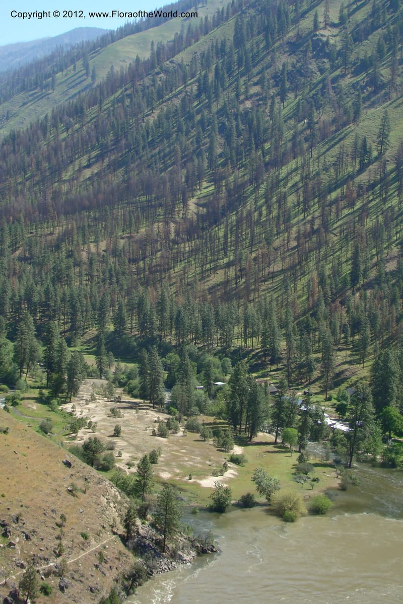 Idaho. Idaho Co. Salmon River. Shepp Ranch. 27 May 2009. 141.jpg