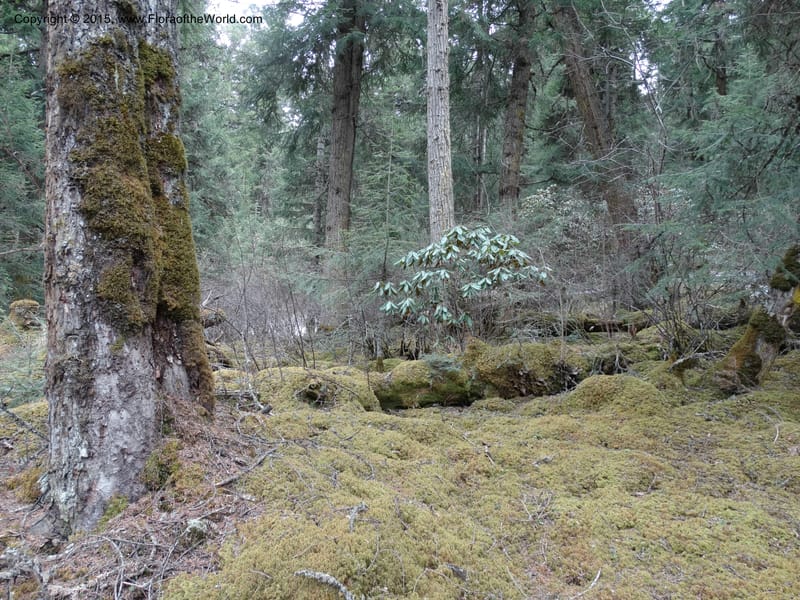 China. Sichuan. Kingdonia habitat. Fir forest. 7 May 2014. DSC04221 (1).JPG