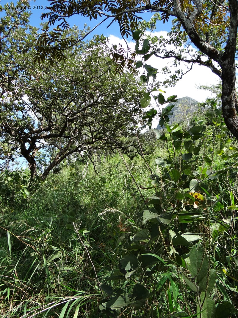 Thailand. Chiang Mai Prov. Doi Chiang Dao Wildl. Sanctuary. 11 Nov 2012. DSC08648 (104).JPG